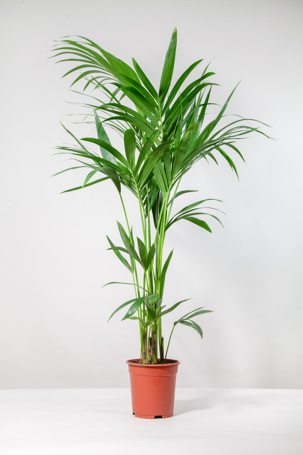 files/IndoorPlants-StudioShots13.11.2023-815.jpg